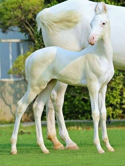 Indian Marwari Mare and Foal @SADANAND SALVI